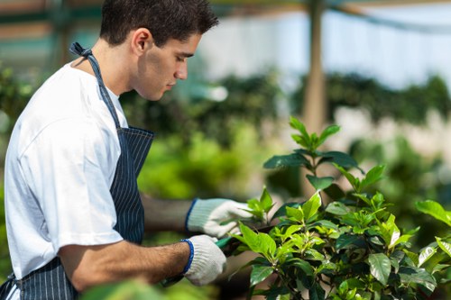 Professional tree pruning and canopy reduction in Parsons Green