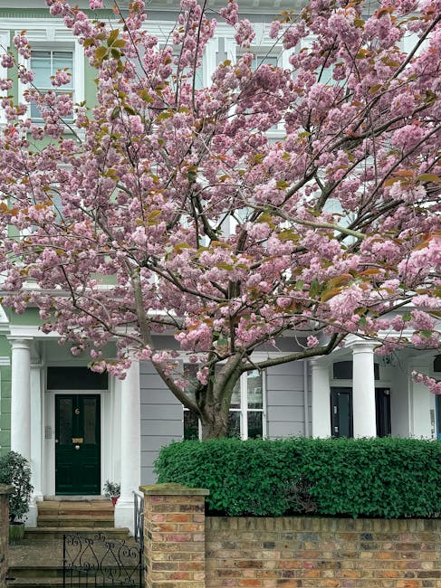 A residential garden in front of a grey and white townhouse featuring a prominent flowering cherry blossom tree in full bloom with pink petals, partially obscuring the front door and upper windows. Th